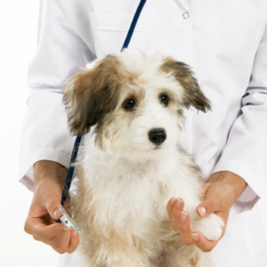 Audyt placówki medycznej i weterynaryjnej